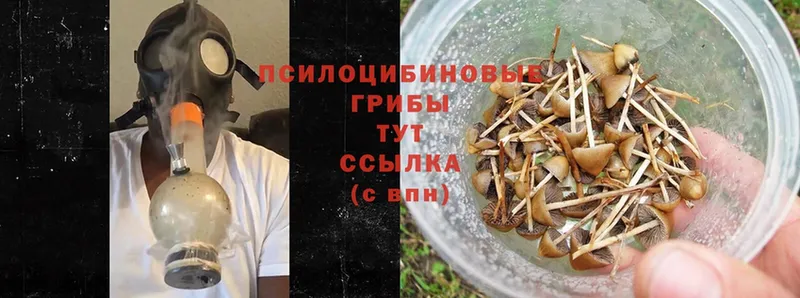 Галлюциногенные грибы Psilocybine cubensis  Кодинск 